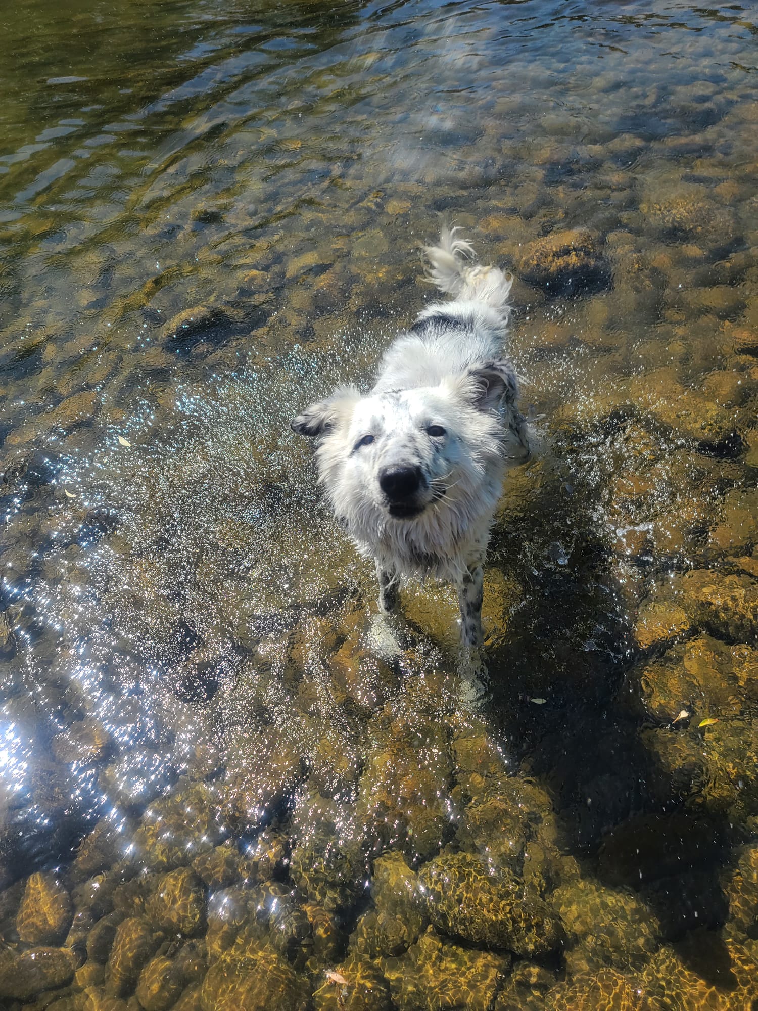Koki
